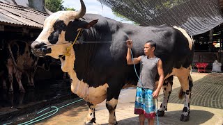 SAPI QURBAN RAKSASA TERTINGGI BINTANG TANI BOGOR NYANGKUT DI GENTENG ‼️🔥🔥🔥