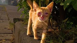 How One Elderly Woman's Kindness Miraculously Saved a Helpless Cat | Rescue Animals.
