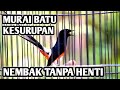 MURAI BATU GACOR FULL ISIAN TEMBAKAN CILILIN KENARI LOVEBIRD CUNGKOK KAPAS TEMBAK SIKATAN LONDO