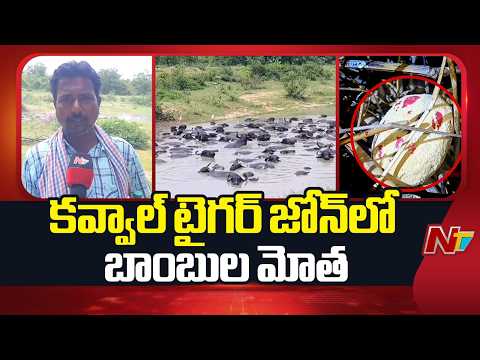 కవ్వాల్ అడవిలో నెత్తురోడుతున్న మూగజీవాలు.. | Kawal Tiger Reserve | Telangana | NTV Telugu - NTVTELUGU