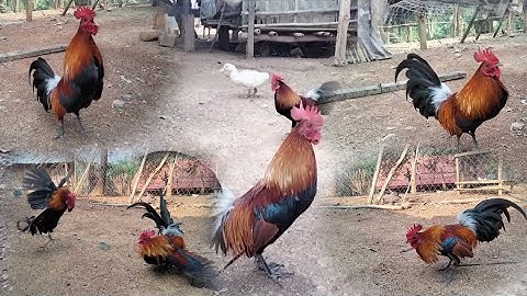 ntev lawm tsis tau tsom qaib nej saib hnub no rov tsom nej saib nyiam nug tau nawb 02096577343