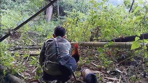  Dib qaib qus qaib qus qua zoo heev 25/11/2025