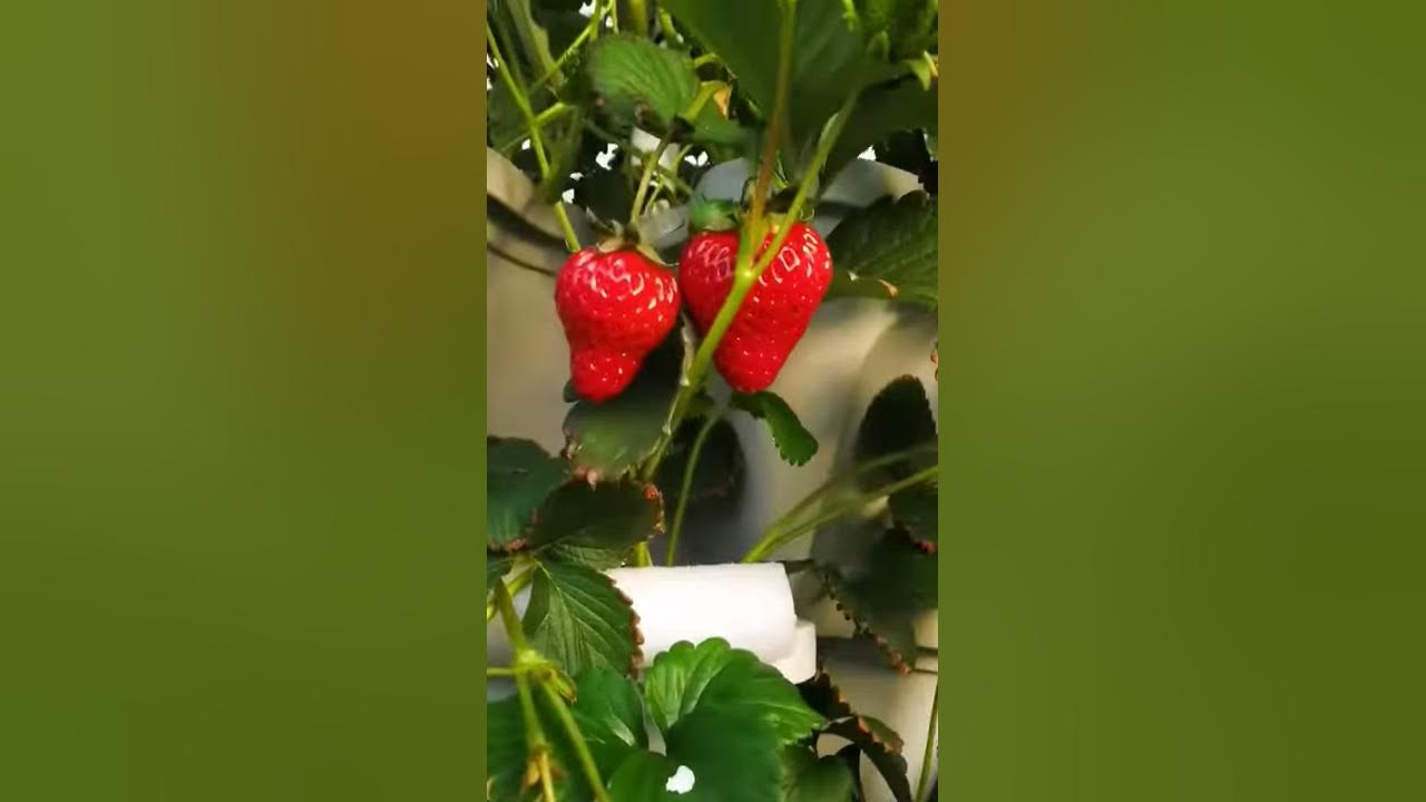 Using Mr.Stacky planters to grow strawberries in a larger greenhouse