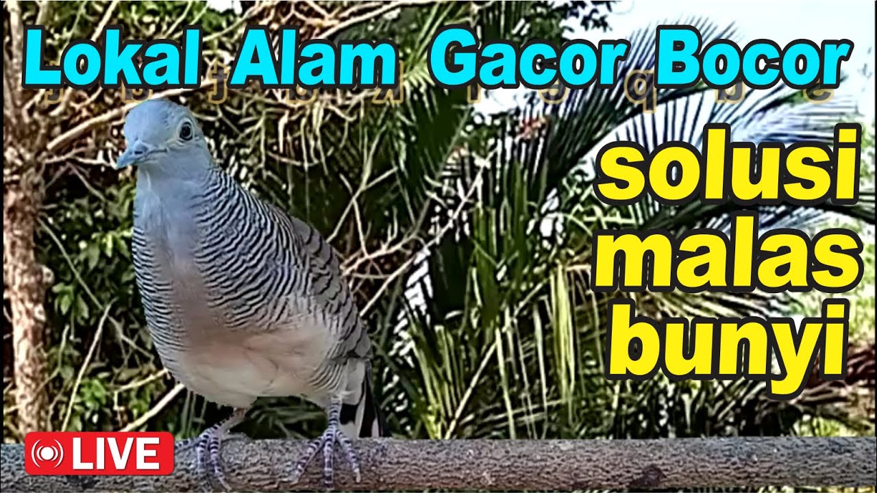 suara burung Perkutut Lokal Gacor - suara memancing bunyi