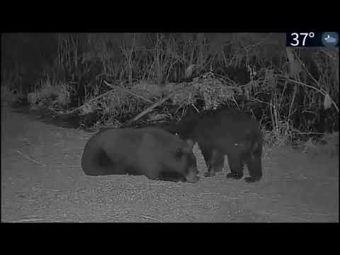 bearded dragons for adoption Mama Bear and Cub (Bonnie & Clyde)