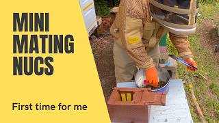 Starting Mini Mating Nucs for our F1 Draigwen Honey Queens