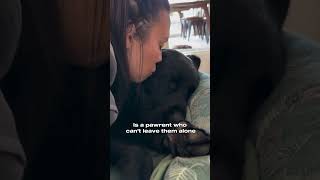 The funniest part of owning a dog #dogshorts #dog