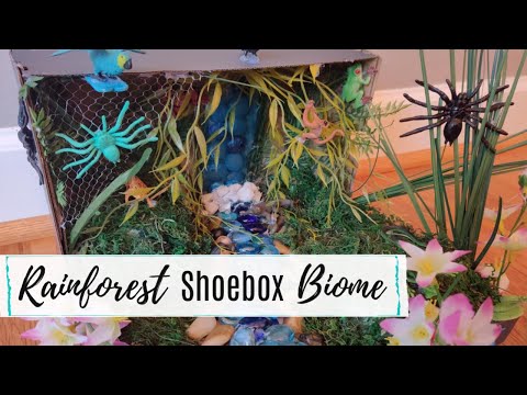How to Make A Rainforest Biome in a Shoebox