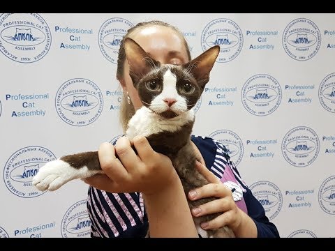клуб кошек хабаровск Клип №0802 - выставка кошек PCA online