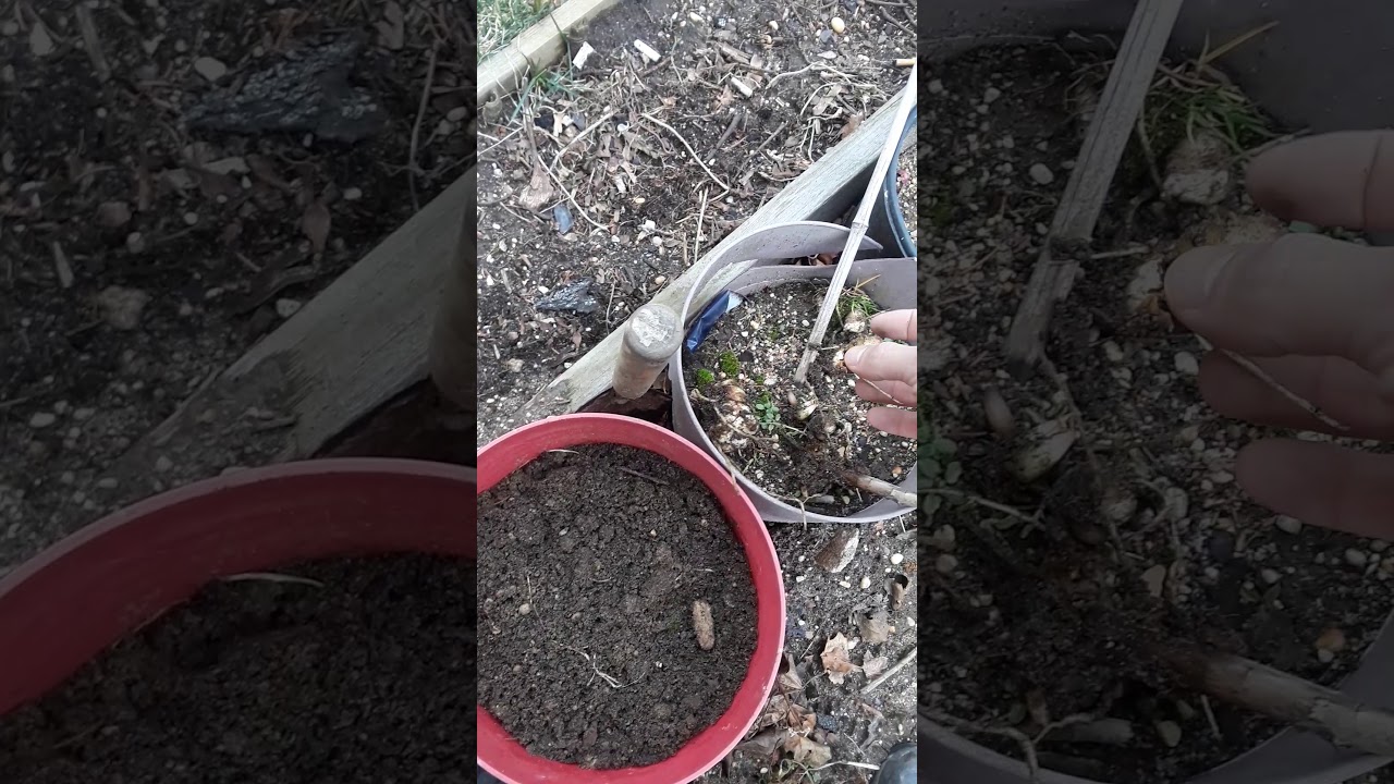 Diferencia entre bulbos liliun y bulbos de Dalias - YouTube