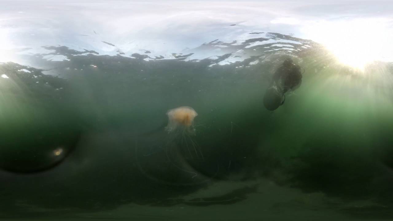 360 Video Puget Sound Jellyfish YouTube