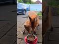 Fox Cub Pushing Mum Out The Way For Food Foxes Wildfox Babyfox Redfox Wildanimals Urbanfoxes Fox Cub Pushing Mum Out The Way For Food Foxes Wildfox Babyfox Redfox Wildanimals Urbanfoxes