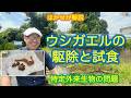 はかせが解説「ウシガエルの駆除と試食」特定外来生物の問題