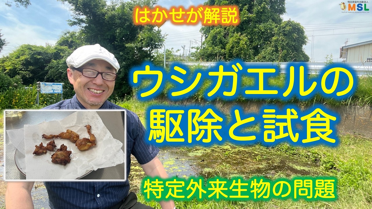 はかせが解説「ウシガエルの駆除と試食」特定外来生物の問題