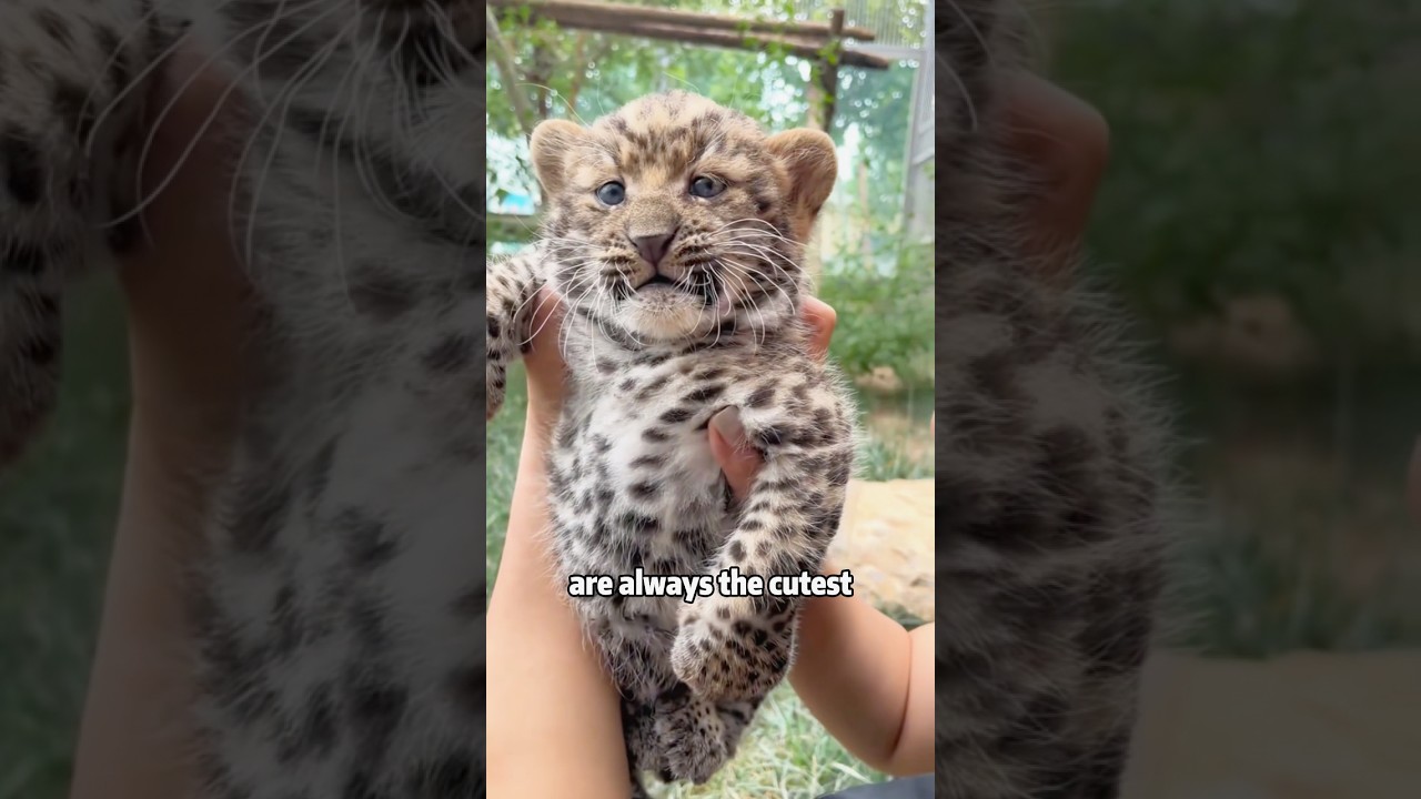 😊Вау! Посмотрите на великолепные глаза этого детёныша леопарда! 🐆❤️