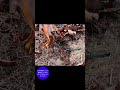＼小さな火種から火災に／　火のついた線香は小さな火種ですが、風にあおられると発火し、可燃物に触れていると火災になる恐れがあります。※本組合敷地内で安全を確保した上で実験を実施しています。 #郡山消防
