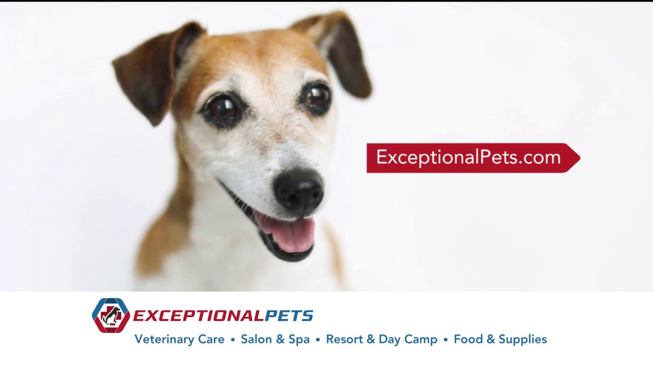 Exceptional Pets Cave Creek Grand Opening! YouTube