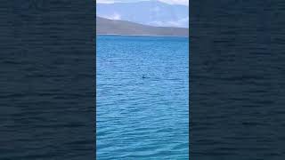Παγιδευμένος σε δίχτυα κορμοράνος