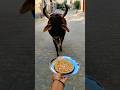 gai ko roti khilao 🥰🐄✅ #cow #animals #food #trending #funny #cuteanimal #cute #cutebaby