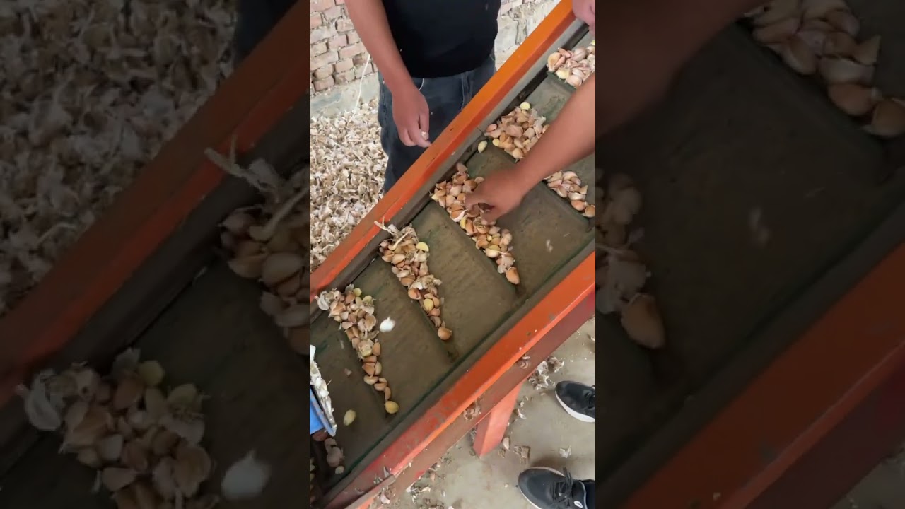 Garlic prices on October 12, 2023