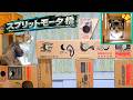 マキタ城のスプリットモータ橋にボス吉が初めて到達しました🏰🐈