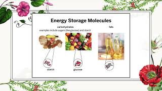 KAMS 7th Grade Science 3 24 20 Energy Storage Molecules