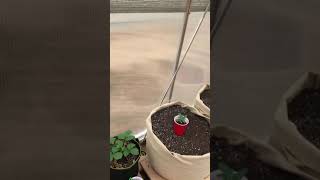2019 Outdoor Colorado Marijuana / Cannabis grow pt 2