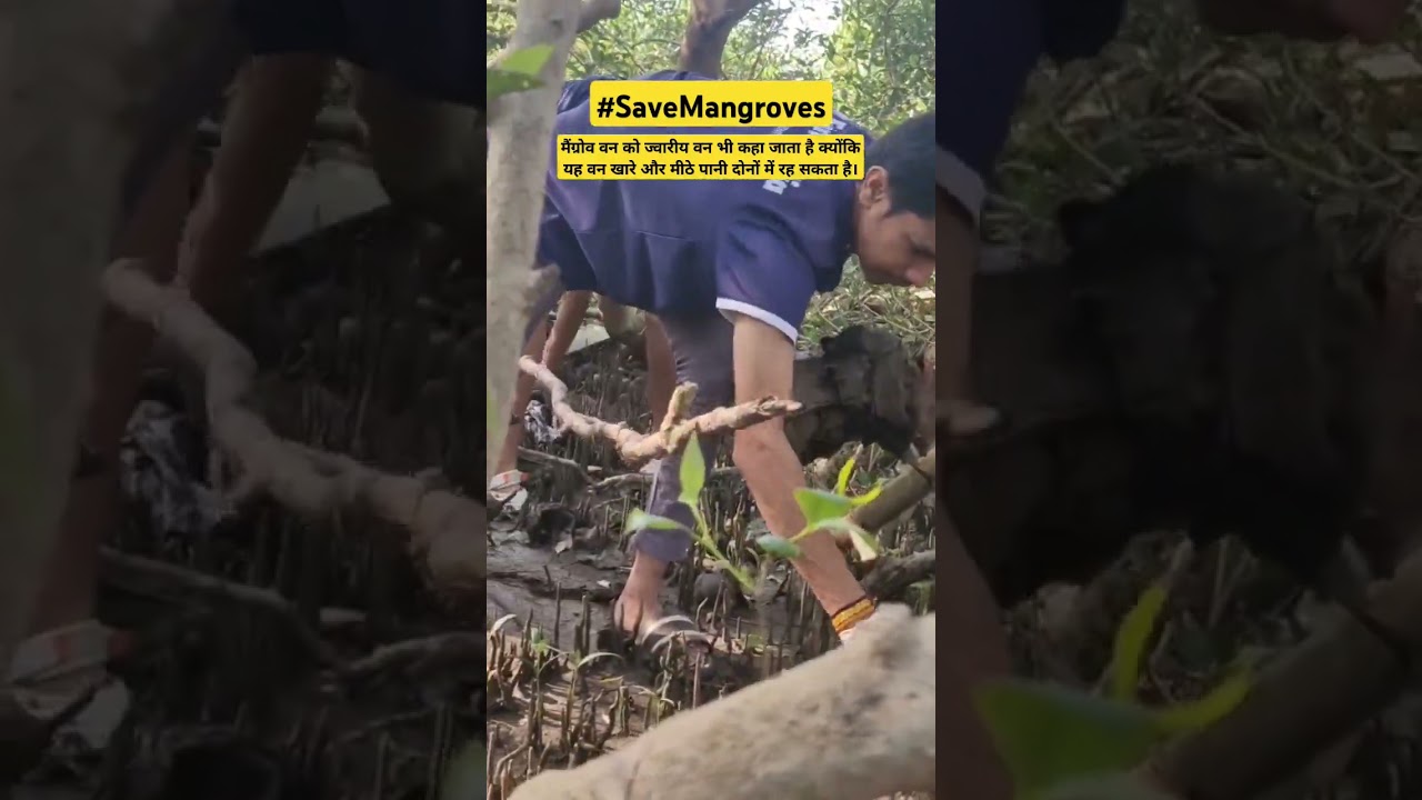 Save Our Mangroves 
