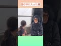 雲の中を通り抜けるよ!!️ 💜シーズーてんちゃん日記 5歳】#shorts#シーズー#Shih Ztu#シーズーてんちゃん日記#てん#dog SORAterrace #志賀高原#雲海#雲#お出かけ