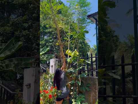Harvesting moringa for a sick fam.