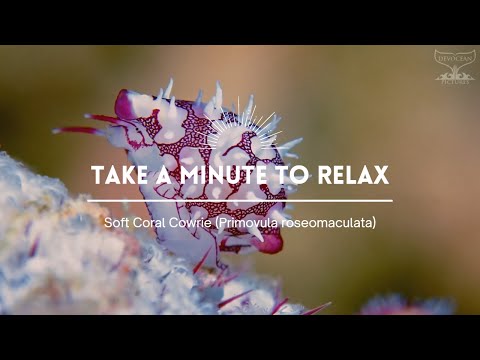 Take a Minute XXII : Soft coral cowrie (Primovula roseomaculata)