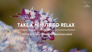 Take a Minute XXII : Soft coral cowrie (Primovula roseomaculata) screenshot 4