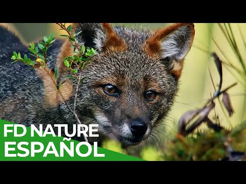 Chile - Un Viaje Salvaje: Bajo Amenaza | Free Documentary Nature - Español documentary thumbnail