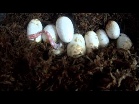 Corn Snake Hatching Time Lapse