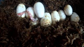 Corn Snake Hatching Time Lapse