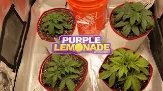 Purple Lemonade Week 2