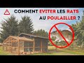 Comment viter les rats au poulailler  solutions anti rongeurs poule