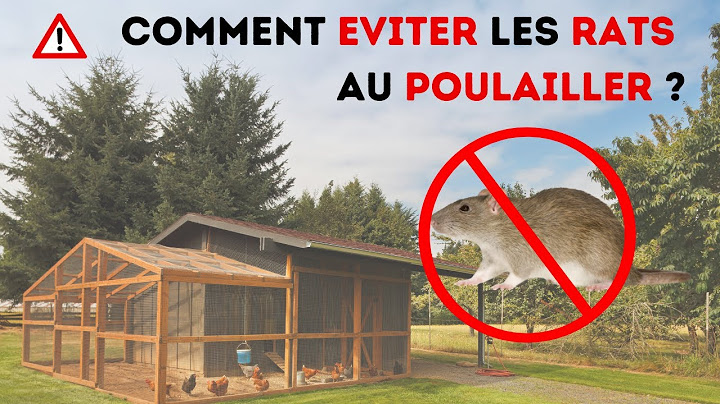 Comment éviter les rats au poulailler ? Solutions anti rongeurs poule