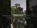 “Parrots Chirping in a Tree 🦜🌳 | Calming Nature Sounds &amp; Vibes” #shorts #trending #birds #yatralens