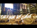 Chicken farming for profit  your questions answered 