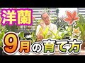 【洋蘭】9月は秋?まだ夏?蘭の正しい管理、解説していきます![orchid]Is September autumn or summer?@seedpot368  #sheathch