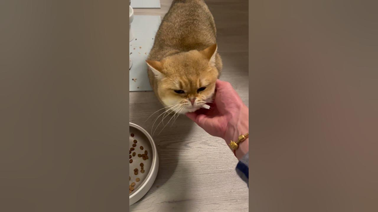 My cat miss me after 3 weeks vacation youtube