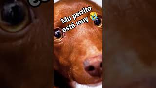 #viral#risas#perros #humor