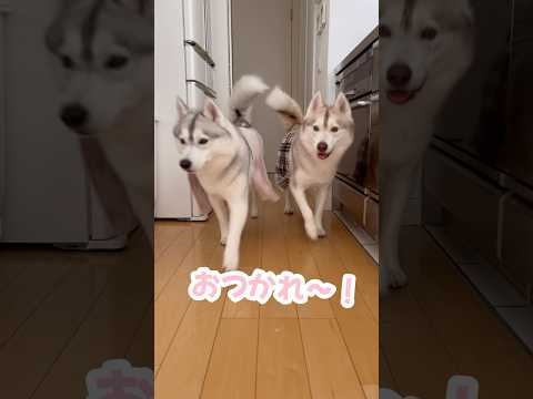 子猫に爆速で挨拶に行く湯上がりわんこ #シベリアンハスキー #ハスキー #子猫