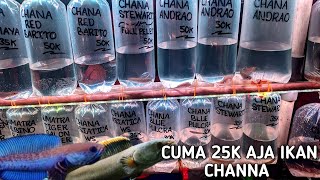 REVIEW OF AFFORDABLE CHANNA FISH, ONLY 25K. THERE ARE MANY OTHER OPTIONS.