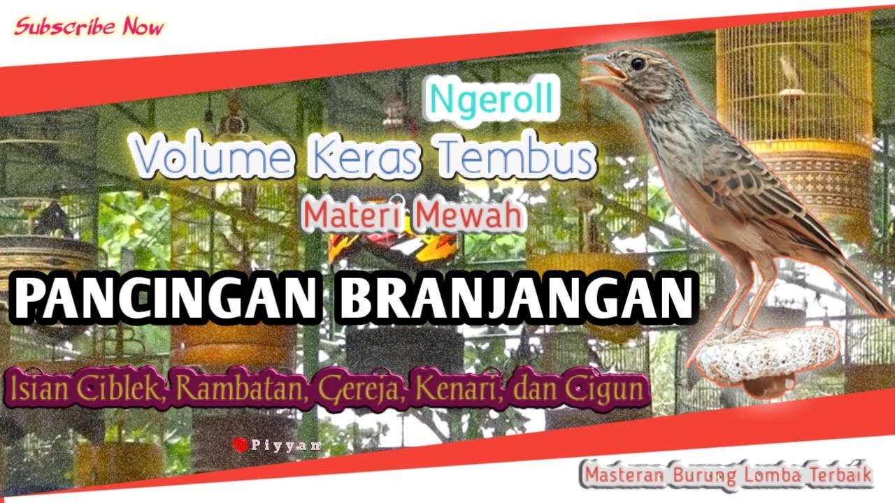 1 Jam Terapi Burung BRANJANGAN Gacor Ngerol Volume Tembus Full Isian‼️Cocok Untuk Pancingan/Masteran