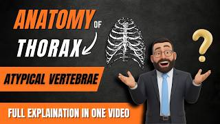 Atypical Vertebrae | Anatomy, Features & Differences