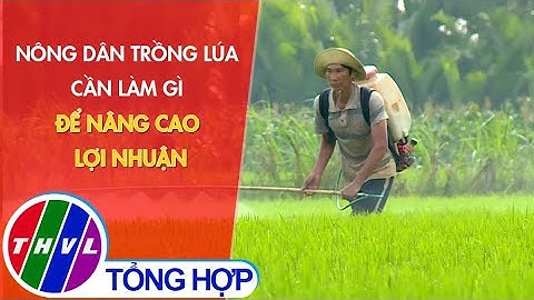 Nông dân trồng lúa cần làm gì để nâng cao lợi nhuận