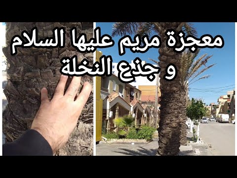 مريم عليها السلام و معجزة جذع النخلة حكمة عظيمة قد تخفى عنا