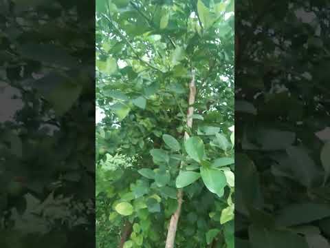 Limbunu Jad Aap Joi Sakoso Ketla Limbu Aavyase